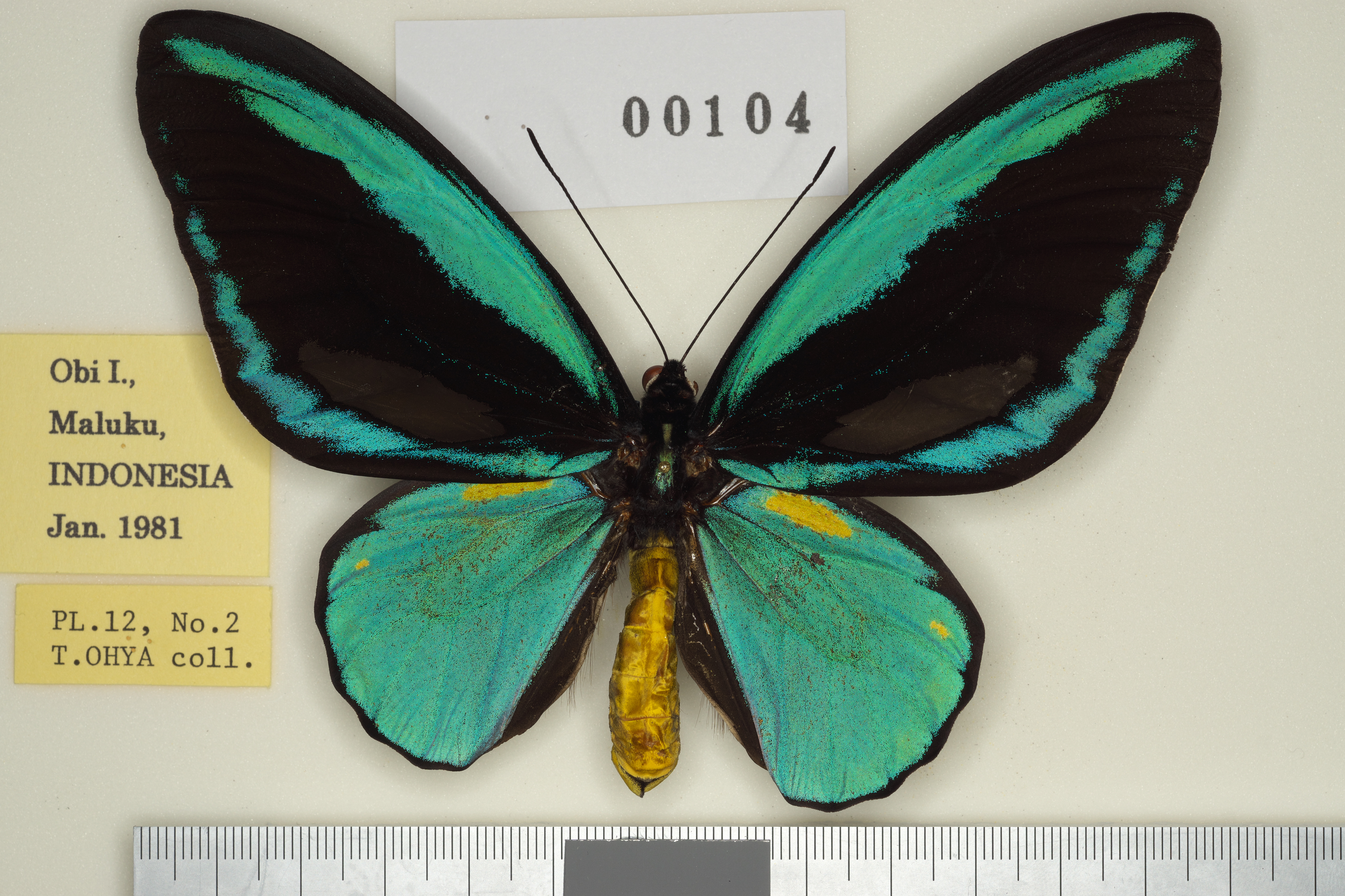 大型ゴライアスアゲハ♂♀ DSC04688.jpg